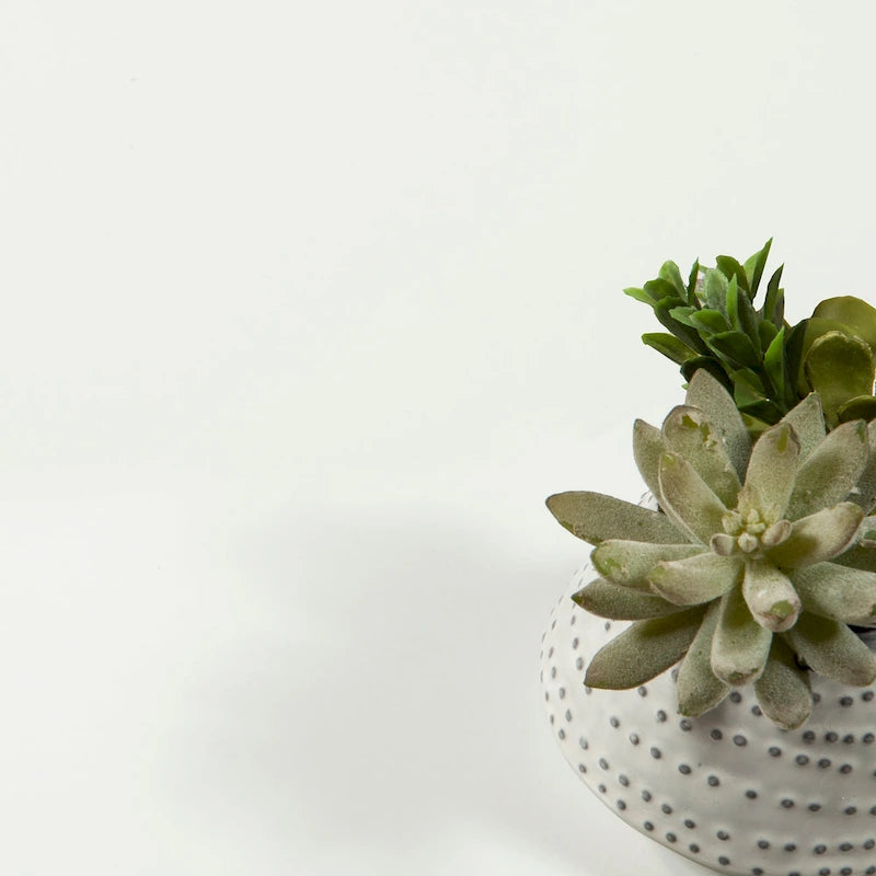 Porch & Den Madrid 5 Drawer Chest